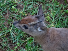 Nesotragus moschatus