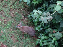 Nesotragus moschatus