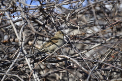Passer domesticus