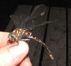 Somatochlora cingulata