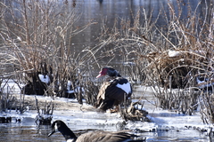 Cairina moschata domestica