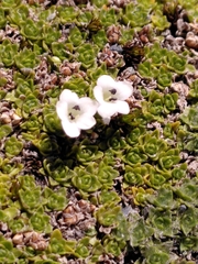 Veronica ciliolata ciliolata