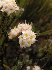 Pimelea traversii traversii