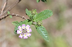 Lippia junelliana
