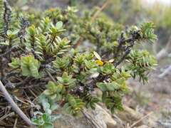 Pimelea traversii traversii