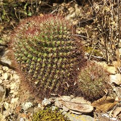 Mammillaria rhodantha