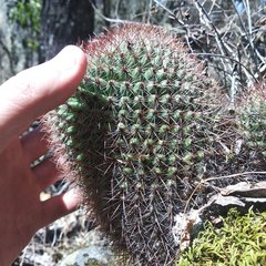 Mammillaria rhodantha