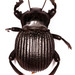Smaller Armoured Darkling Beetles - Photo (c) fubr, some rights reserved (CC BY-NC-ND), uploaded by fubr