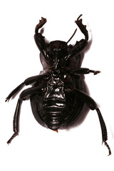 Gonopus tibialis