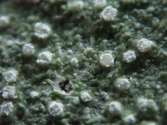 Pertusaria subambigens