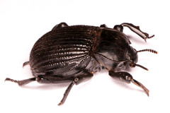 Gonopus tibialis