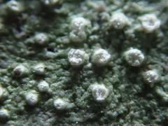 Pertusaria subambigens