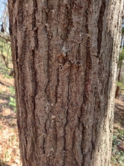 Platypus quercivorus