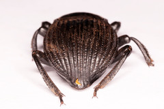 Gonopus tibialis
