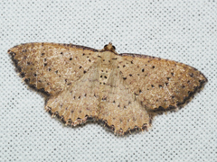 Chrysolarentia microcyma