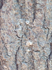 Platypus quercivorus