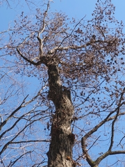 Platypus quercivorus