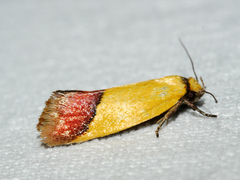 Chrysonoma paracycla