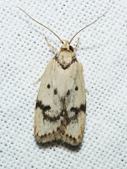 Compsotropha