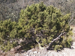 Juniperus monticola