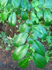 Azara integrifolia