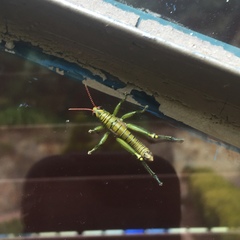 Agesander ruficornis