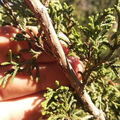 Juniperus monticola