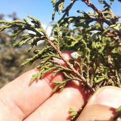 Juniperus monticola