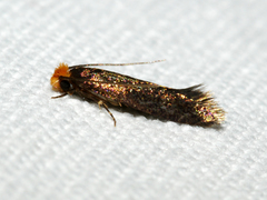 Craniosara pyrotricha