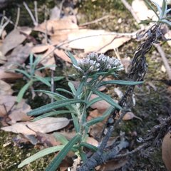 Gnaphaliothamnus salicifolius