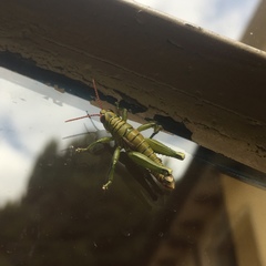 Agesander ruficornis