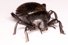 Gonopus tibialis