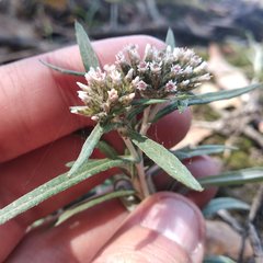 Gnaphaliothamnus salicifolius