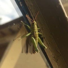 Agesander ruficornis