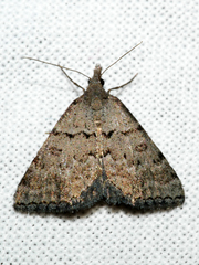 Dichromodes indicataria