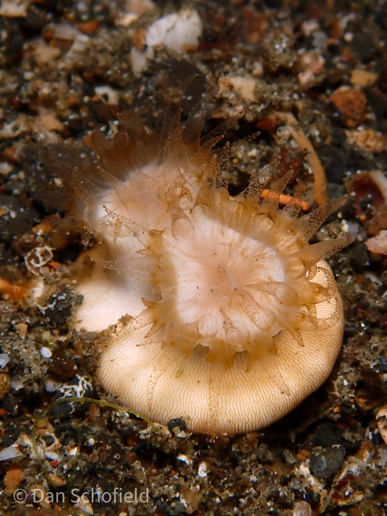 Smooth bum coral