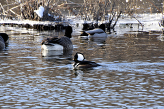 Lophodytes cucullatus