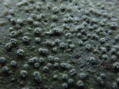 Pertusaria subambigens