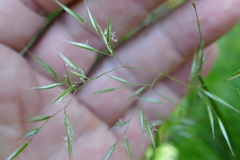 Rytidosperma gracile