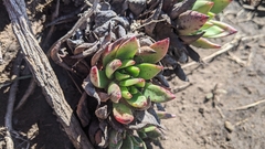 Dudleya palmeri