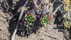 Dudleya palmeri