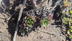 Dudleya palmeri