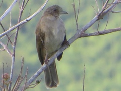 Pycnonotus