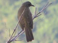 Pycnonotus