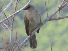 Pycnonotus