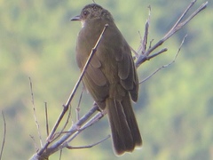 Pycnonotus