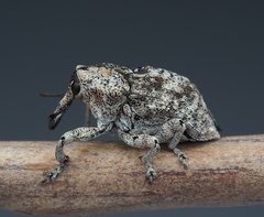 Eutyrhinus squamiger