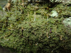 Multiclavula corynoides