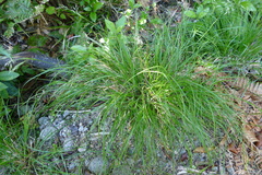 Rytidosperma gracile