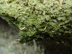 Multiclavula corynoides